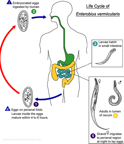 enterobiasis enterobius vermicularis által