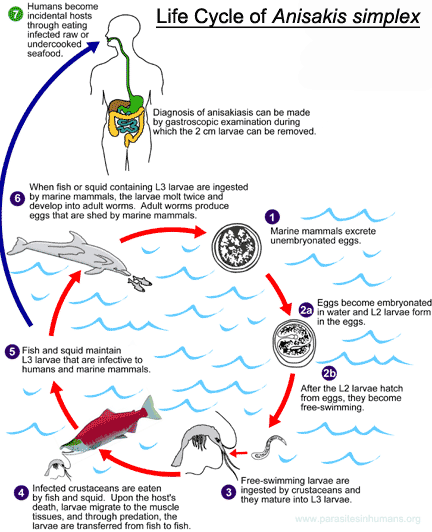 Anisakis simplex life cycle