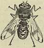 adult human botfly