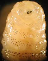 Dermatobia hominis anterior end