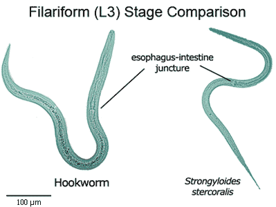 Filariform larva comparison between Strongyloides stercoralis and hookworm