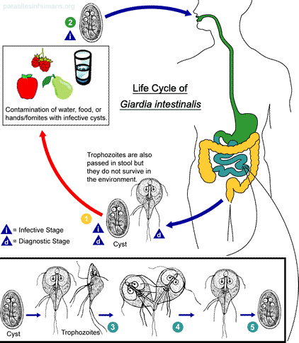 Giardia intestinalis life cycle