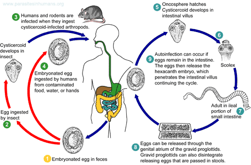 Hymenolepis nana life cycle