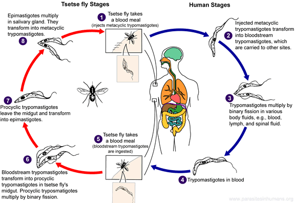 Trypanosoma brucei life cycle